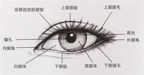 眼角位置|眼角（人体眼部的上眼皮与下眼皮结合处的夹角）